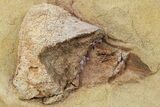 Fossil Dinosaur Bone in Sandstone - Wyoming #264513-1